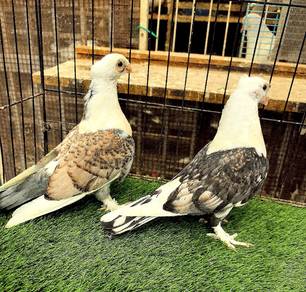 Burung Merpati Satinette Muda