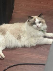 ragdoll