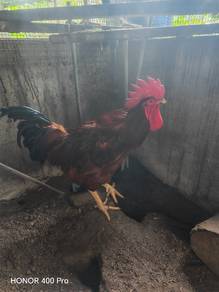 Ayam Rhode Island Red