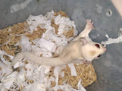 Sugar Glider Creamino Mosaic Male