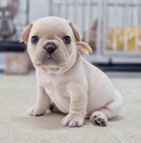 FRENCH BULLDOG PUPPIES VIP805 🌻 Boy -Girl Cream