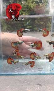 Red dragon guppy