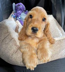 Doll-like Cocker Spaniel Sweet Face Long Ear Puppy
