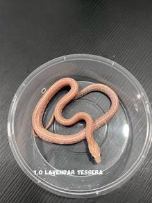 corn snake (lavender tessera morph)