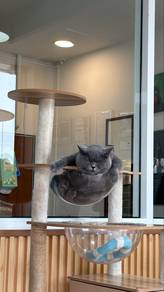 British shorthair solid blue