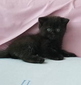 munchkin kitten munchkin BSH kitten British short