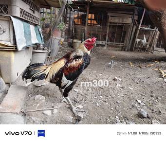ayam karate 