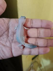 Fat tailed gecko