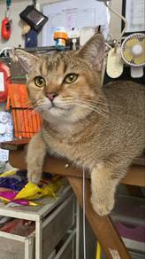 Rehome Kucing BSH