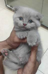 bsh mix scotish fold