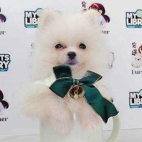Pomeranain