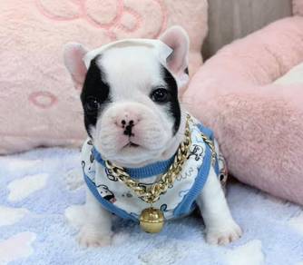 FRENCH BULLDOG PUPPIES VIP285🌻Cute Boy