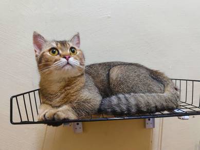 BSH Black Golden 
