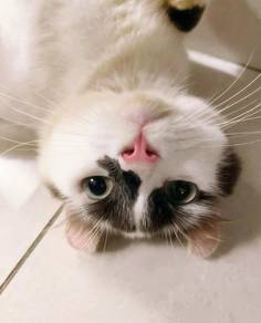 American Curl Male