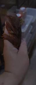 Bearded Dragon 