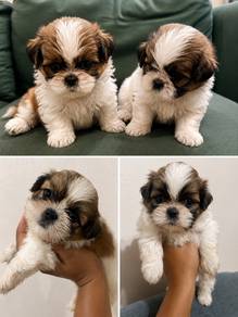 shizhu puppy