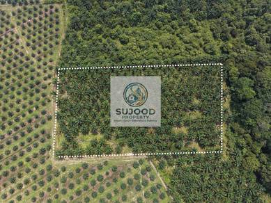 Agricultural Land in Pekan, PHG