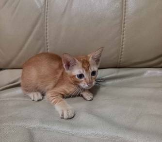 free kitten for adoption urgent