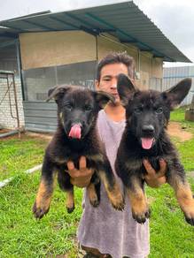 german shepherd