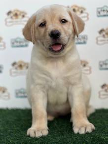 Labrador Retriever