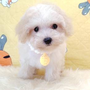 Poodle