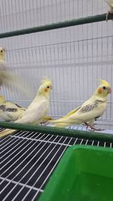 Burung teil