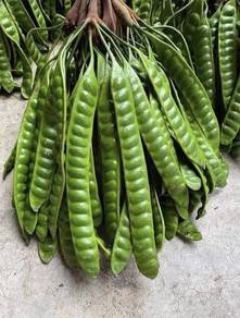 Bibit petai HybRiD ✅ Anak pokok petai buah besar