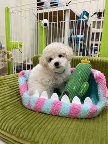 Tiny bichon