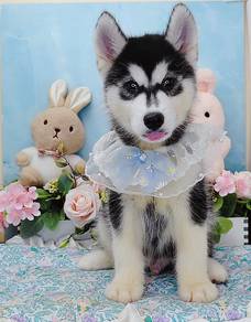Husky