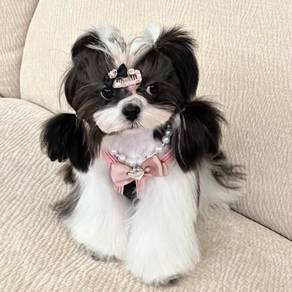 ShihPOO