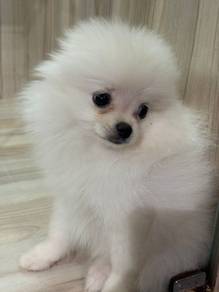 Pomeranian for sale