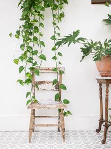 GOLDEN POTHOS (Money Plant) - LONG VINES!