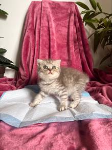 Bsh kitten