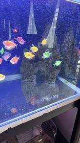 set akuarium dan ikan 