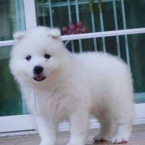 Samoyed puppies mka and microchip