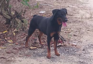 rottweiler  for sale