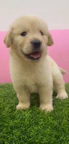 Golden retriever mka mka mka