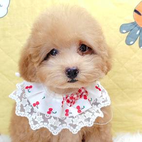 Poodle Toy