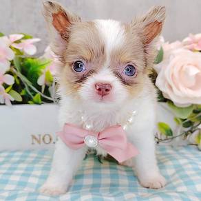 Chihuahua