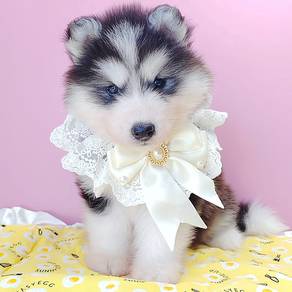 Husky