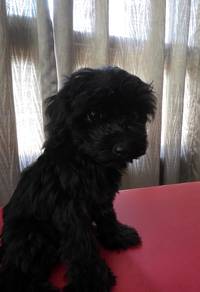 Maltipoo