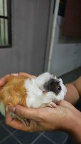 guinea pig/ tikus belanda 