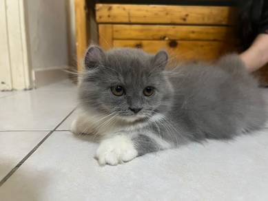 Cat Mix American Curl x British Short Hair