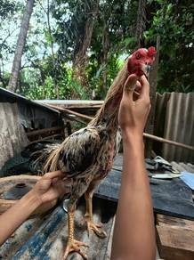 ayam pama 