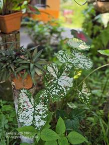 induk caladium keladi hiasan