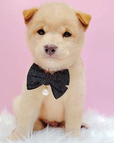 Shiba Inu