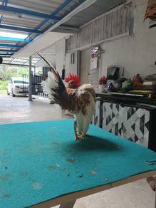 serama putih