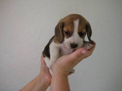 Warm-hearted Beagle Charming Curious Nose Puppy Pu