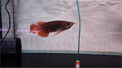 Arowana Super red 8-9inchi