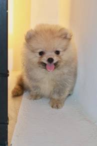 J0035 Pomeranian Tiny Fluffy Companion Dog